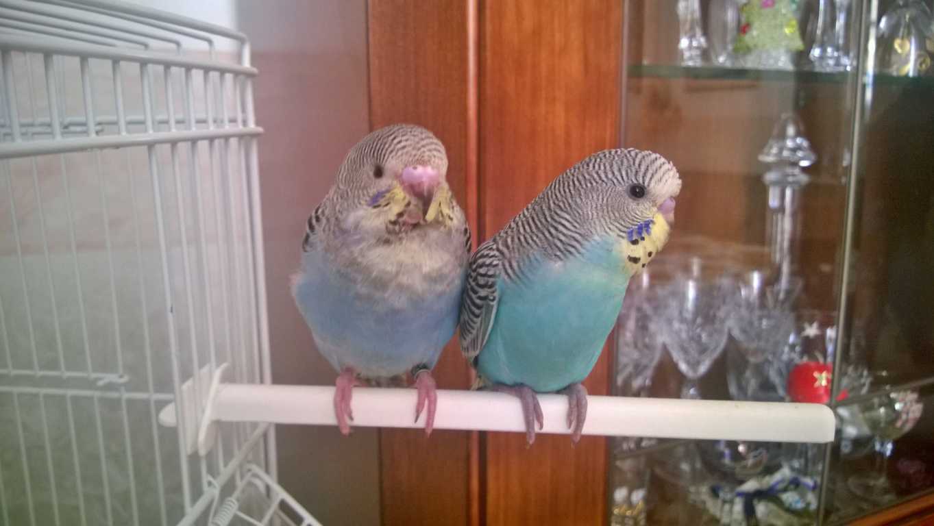 GUARDATE I MIEI PICCOLI